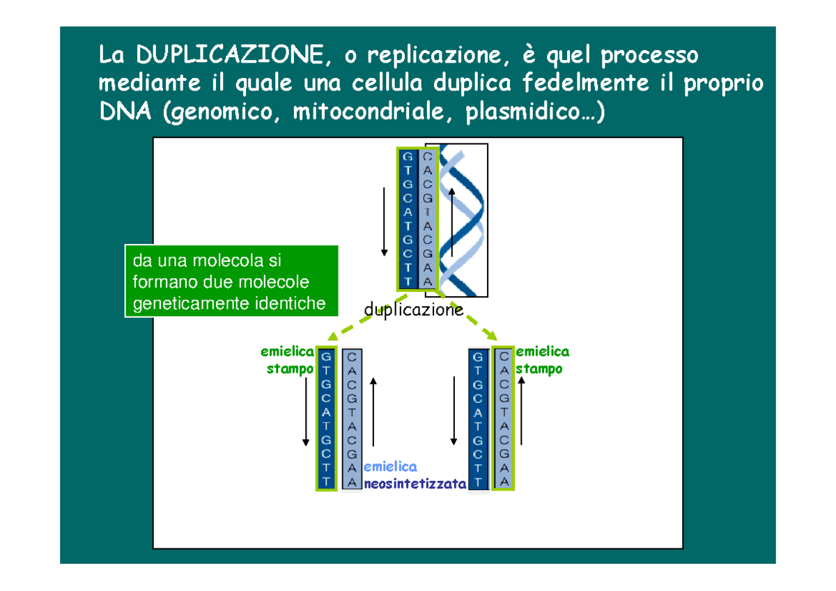 Appunti, Lezione 8 - Duplicazione O Replicazione - Eucarioti - Biologia ...