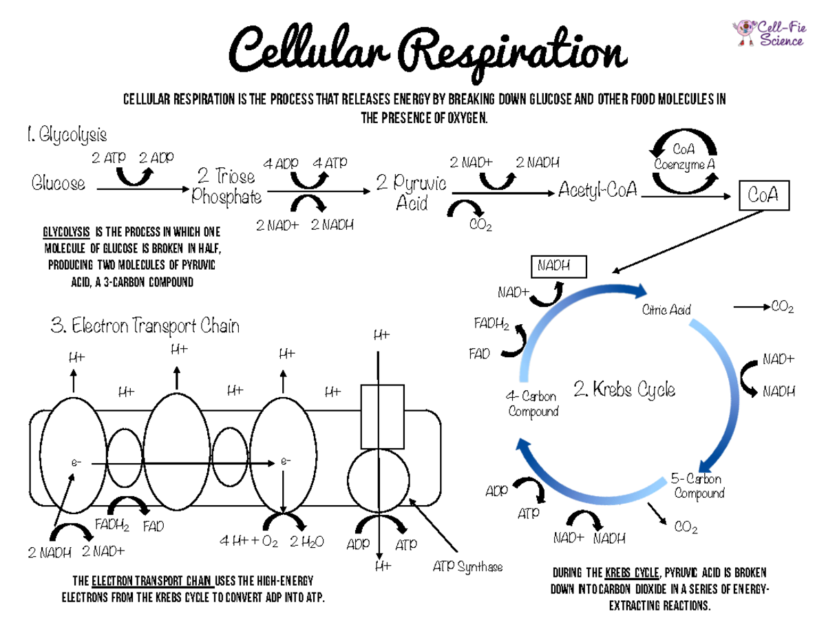 Cellular Respiration Charts-1 - Cellular Respiration Is The Process 