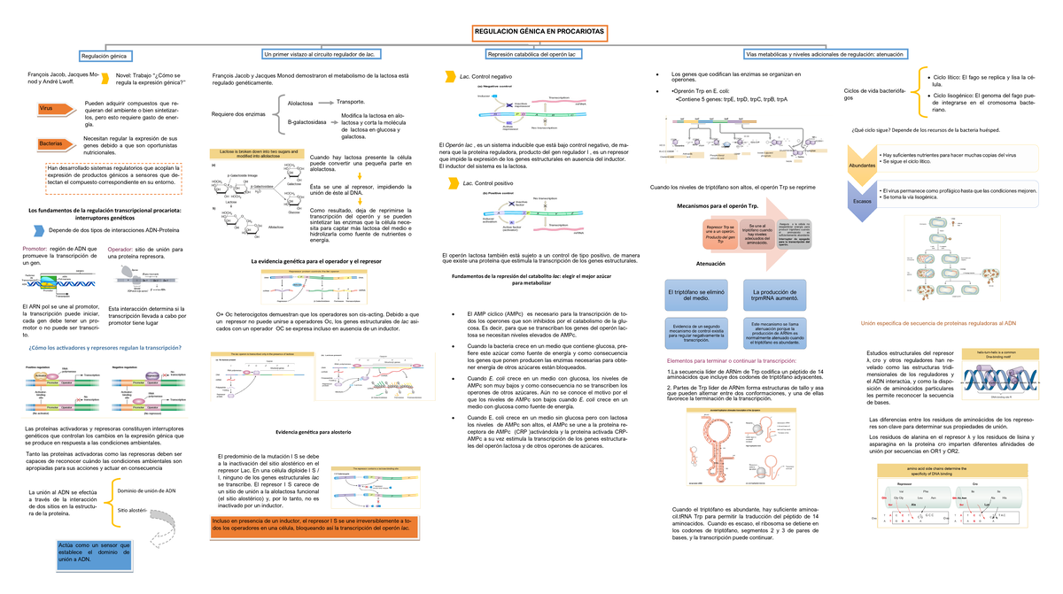 Regulación de proteínas - Warning: TT: undefined function: 32 Warning ...