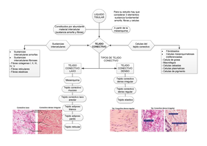 Papelografo 1 Mapa conceptual del tejido conectivo resumen para