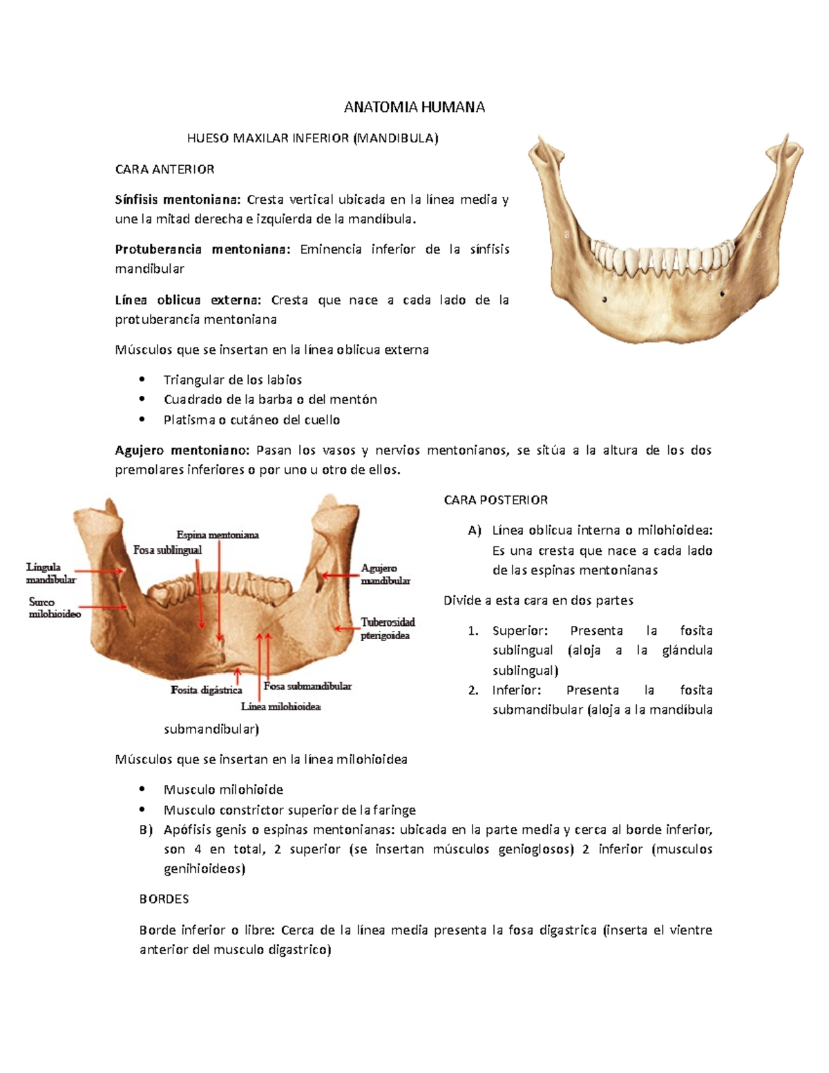 Anatomia Humana (repaso por dia) - ANATOMIA HUMANA HUESO MAXILAR ...