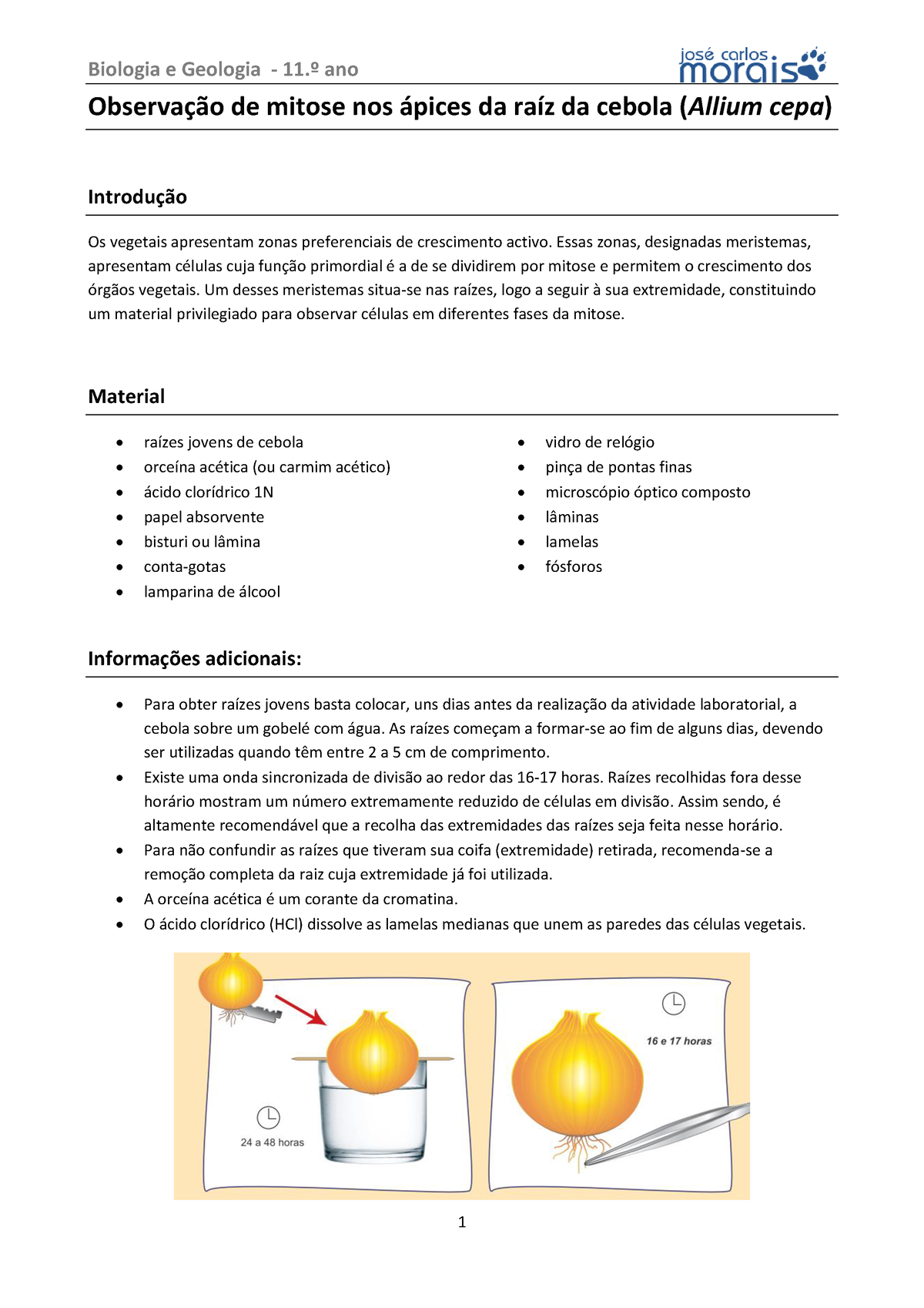 atividade experimental mitose