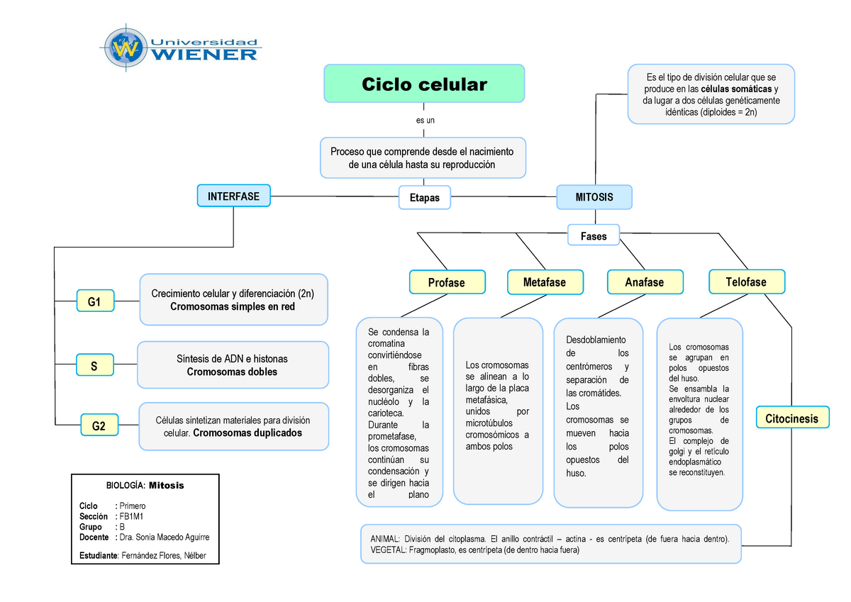 386788834 Mapa Conceptual 12 Mitosis Biolog A I UAZ Studocu   Thumb 1200 849 