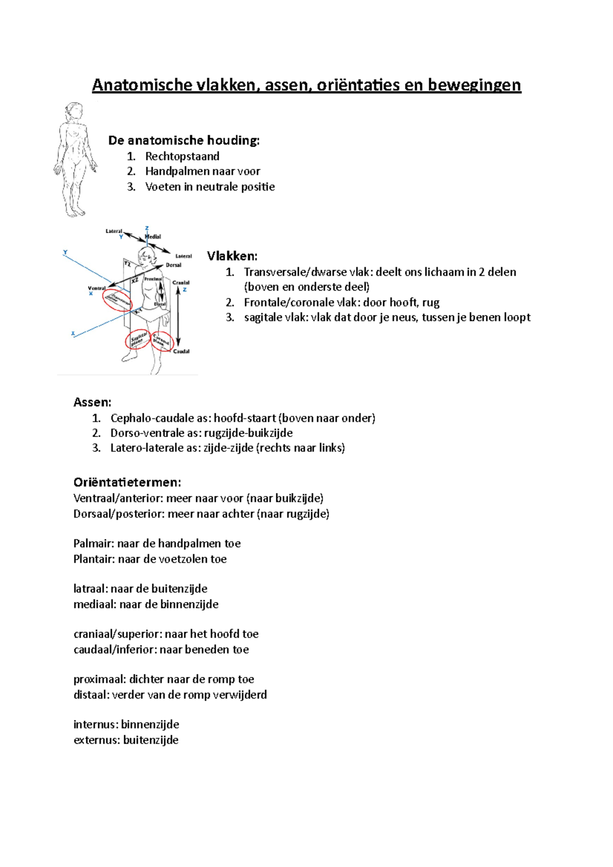 Anatomische Vlakken, Assen, Oriëntaties En Bewegingen - Anatomische ...