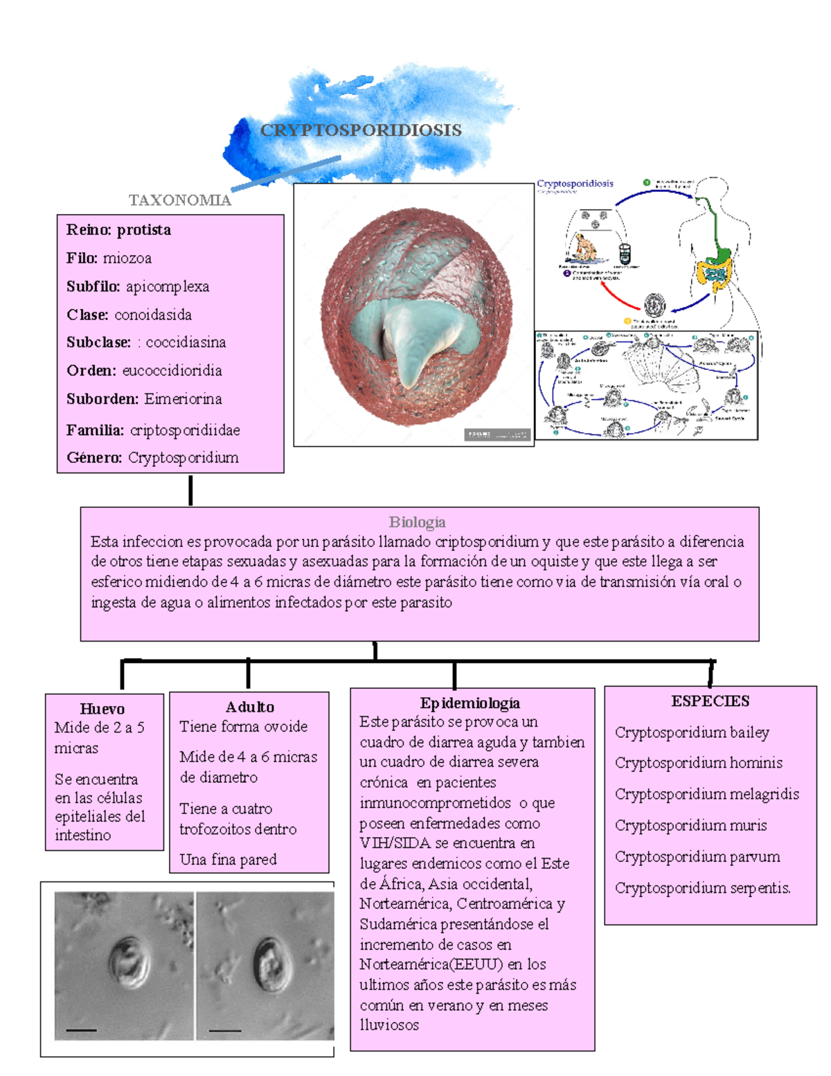 CAP. 12 Criptosporidiosis - CRYPTOSPORIDIOSIS Reino: protista Filo ...