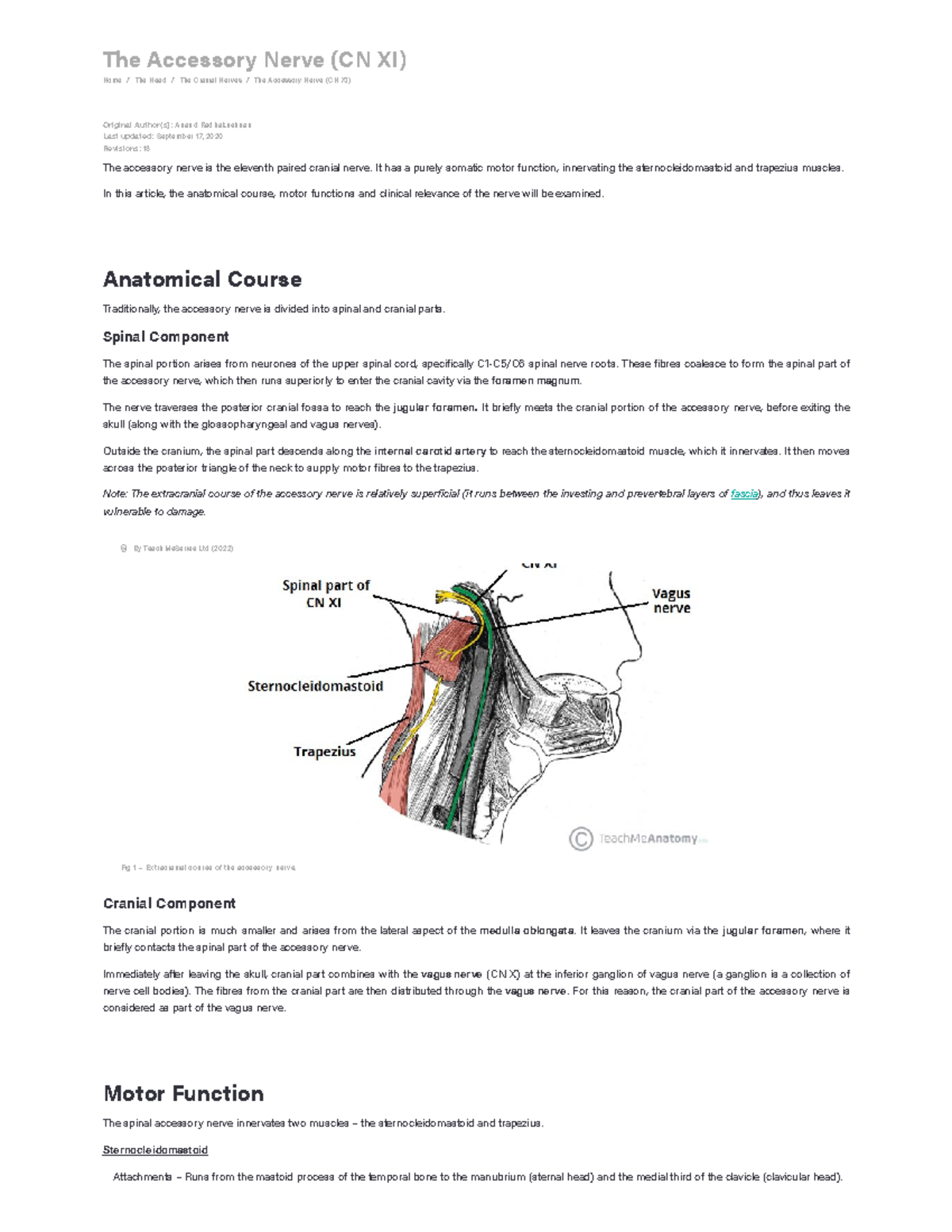 The Accessory Nerve (CN XI) - Course - Motor - Teach Me Anatomy - The ...