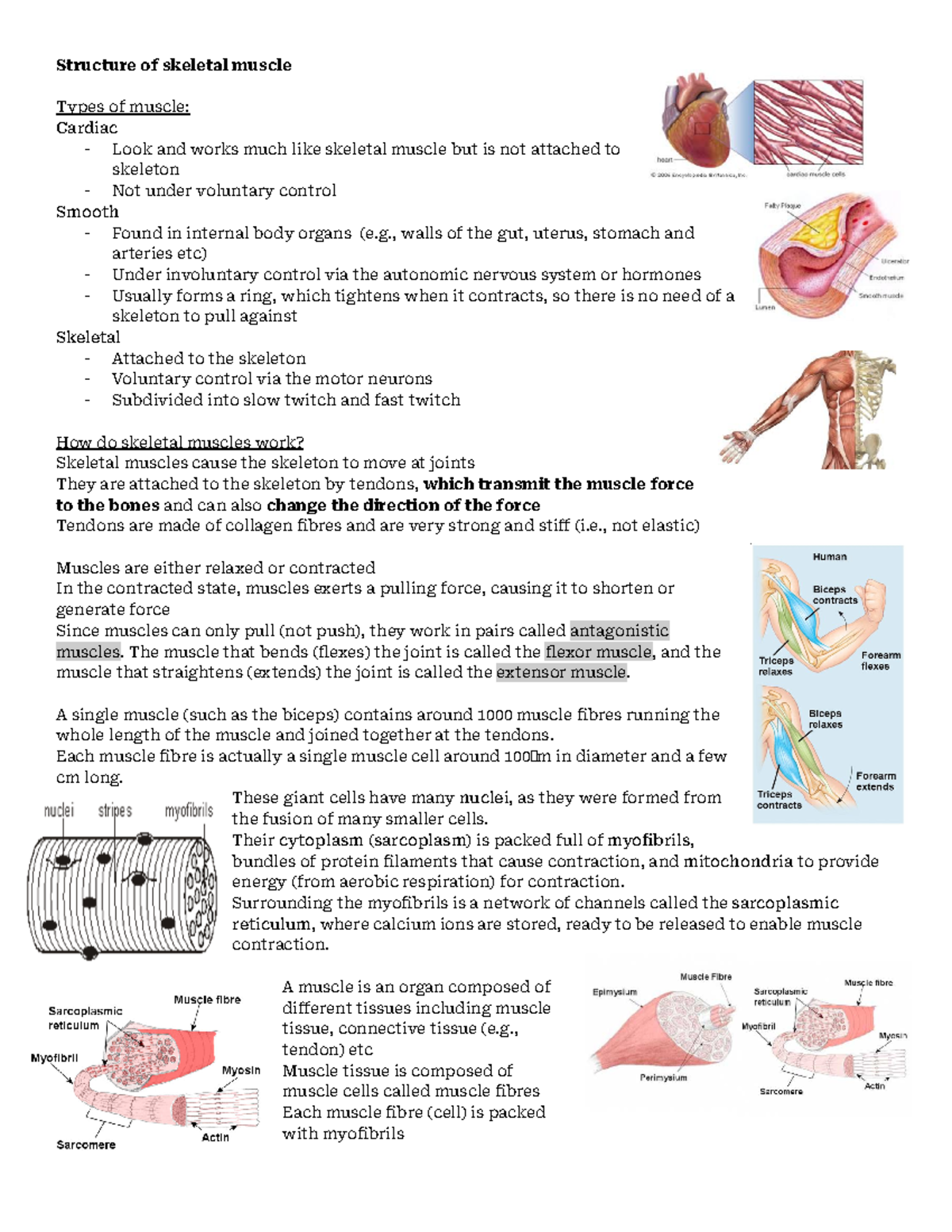 Structure of skeletal muscle - , walls of the gut, uterus, stomach and ...