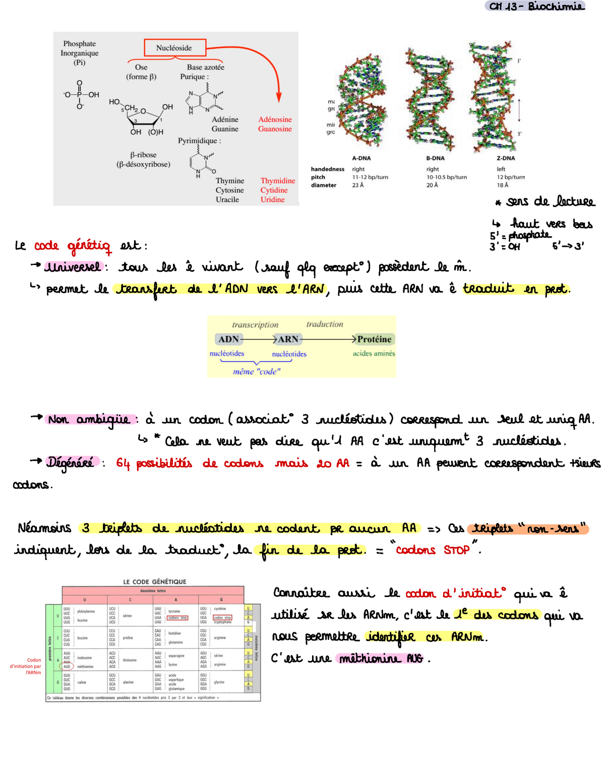 Biochimie S2 : Les Acides Nucléiques Suite - UM 13 Biochimie ...