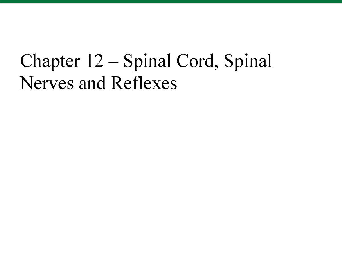 Chapter 12 - The Spinal Cord Spinal Nerves and Spinal Reflexes (SP22 ...