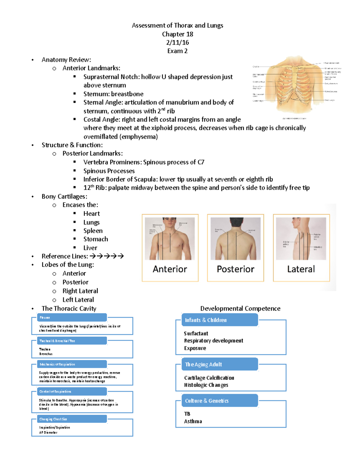 Thorax and lungs HA - Chapter 18 2/11/ Exam 2 Anatomy Review: o ...