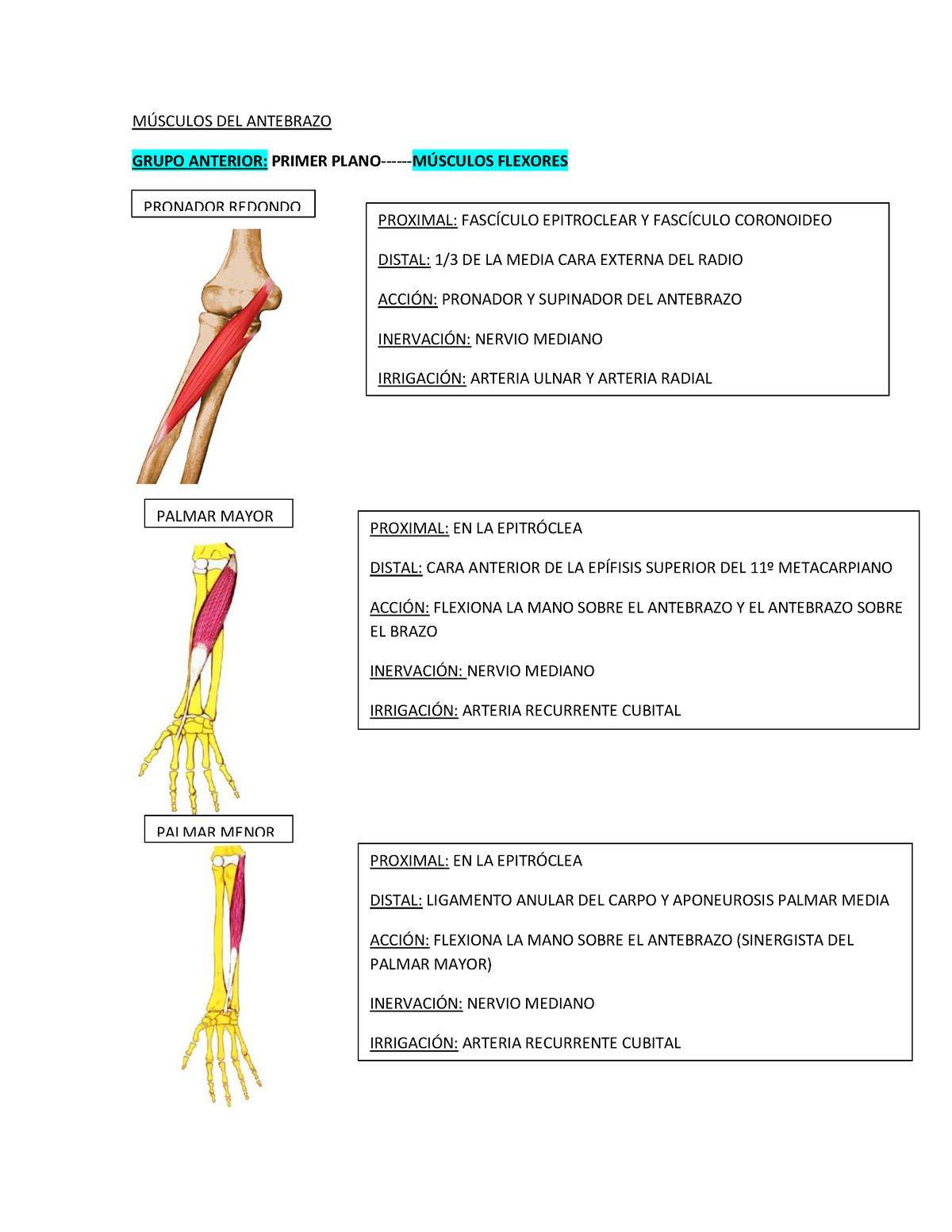 Músculos DEL Antebrazo - M⁄SCULOS DEL ANTEBRAZO GRUPO ANTERIOR: PRIMER ...