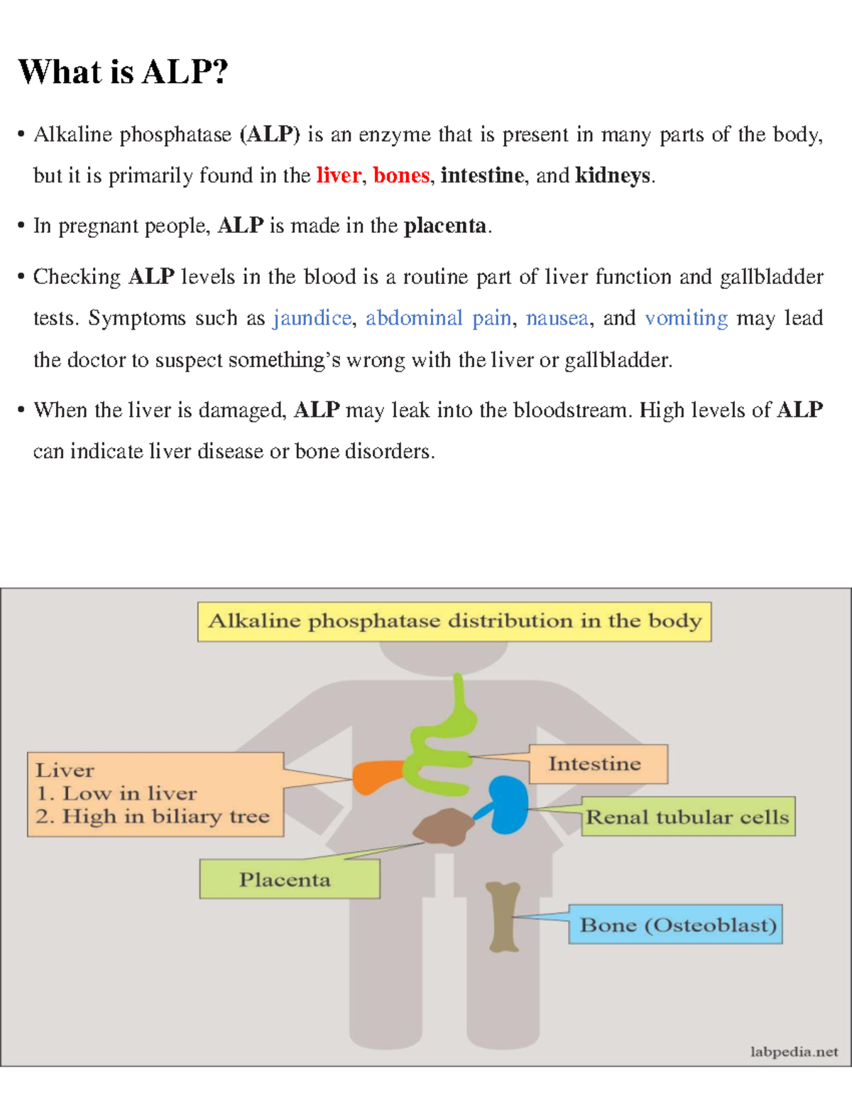 Determination of serum Calcium What is ALP? Alkaline phosphatase (ALP