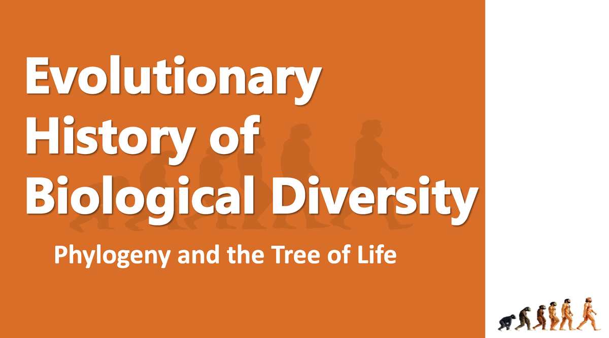 Lesson 5 Evolutionary History Of Biological Diversity Understand The Evolutionary 5133
