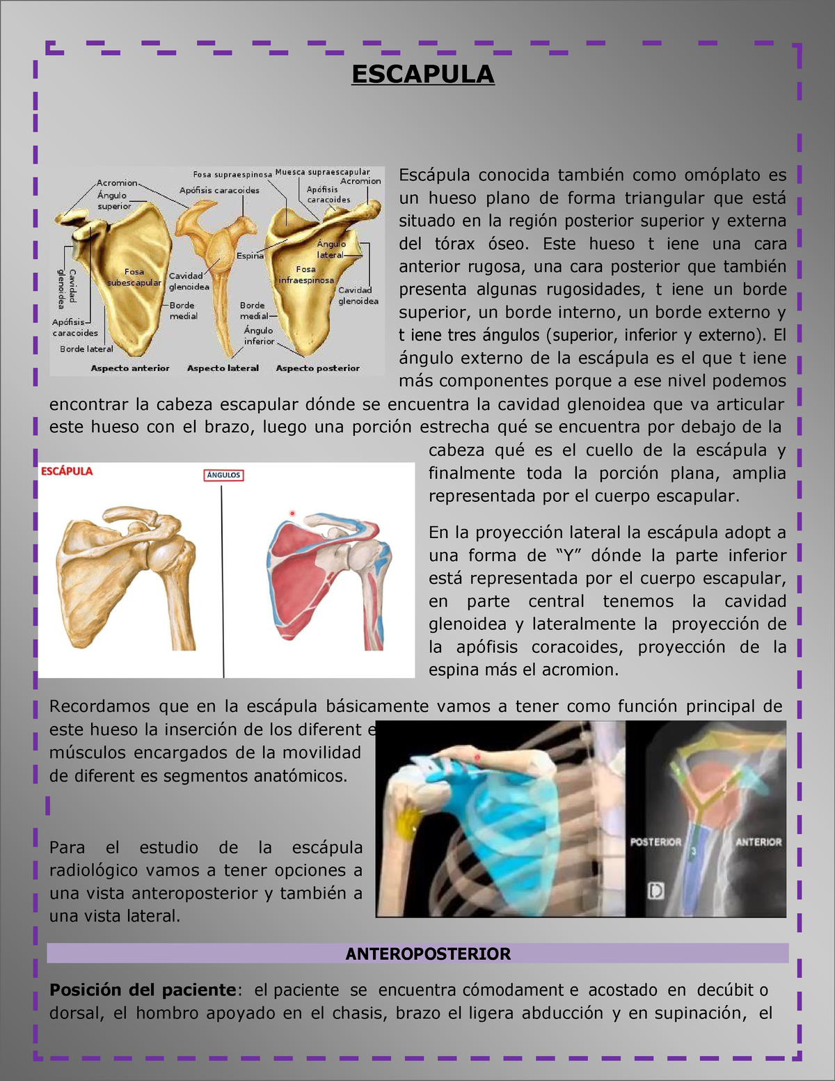 ángulo superior de la escápula