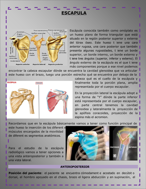 vista posterior de la escápula