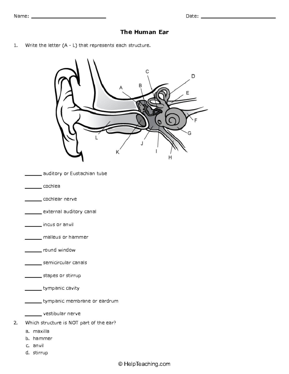 The Human Ear - Answer Key - Write The Letter (a - L) That Represents 