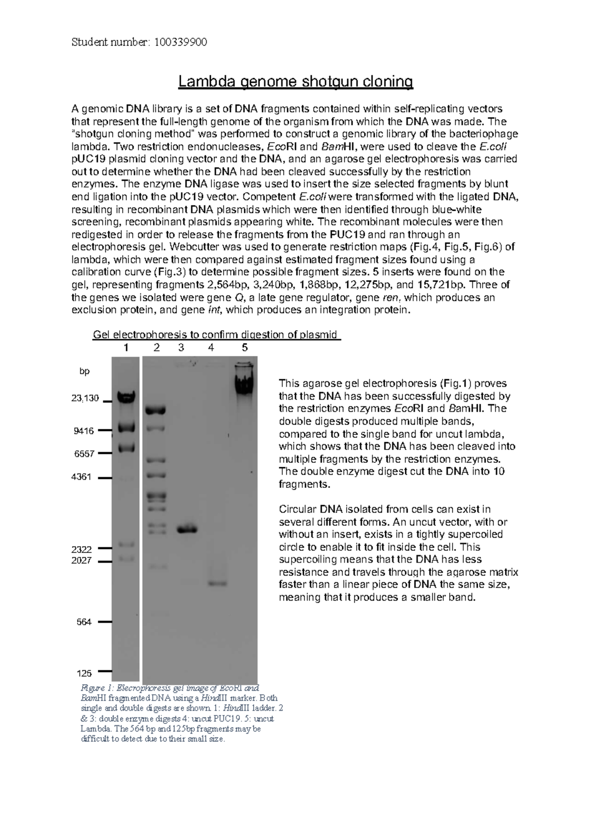 Lambda Genome Shotgun Cloning and Restriction Mapping Studocu