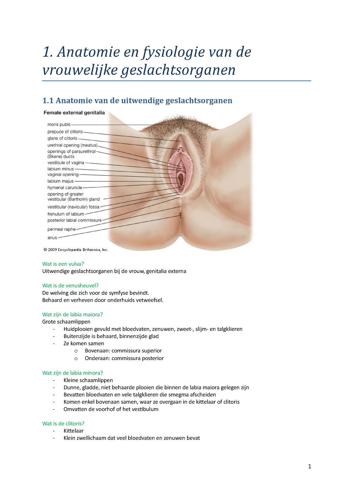 Samenvatting, Theoretische Achtergrond Van Het Beroep, Vroedkunde - 1.  Anatomie En Fysiologie Van De - Studocu