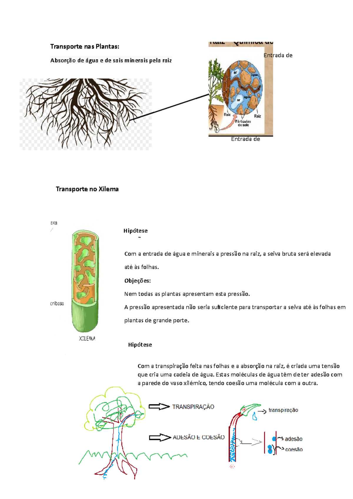 São Transportados Pela água Nas Plantas - RETOEDU