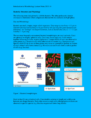 Bacteria 1 - structure and physiology - Bacteria: Structure and ...