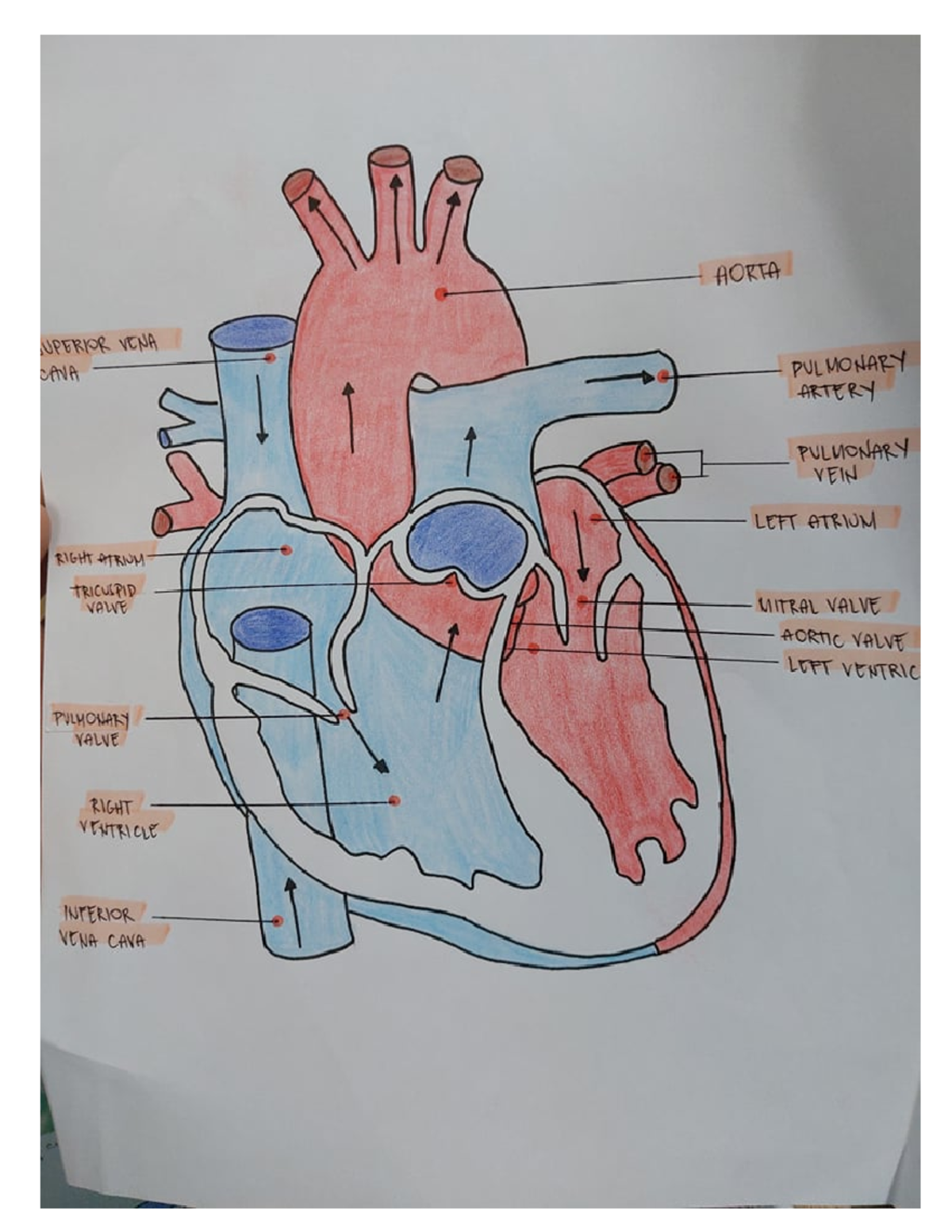 Cardiovascular and Blood - CARDIOVASCULAR SYSTEM AND BLOOD Draw and ...