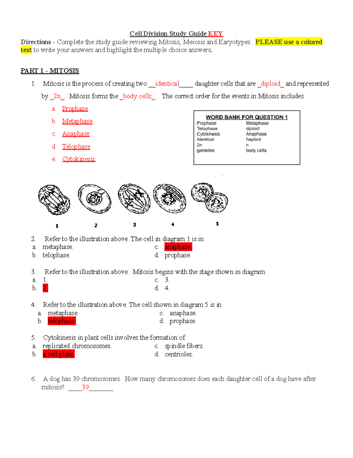 Cell Division Study Guide - KEY - Cell Division Study Guide KEY ...