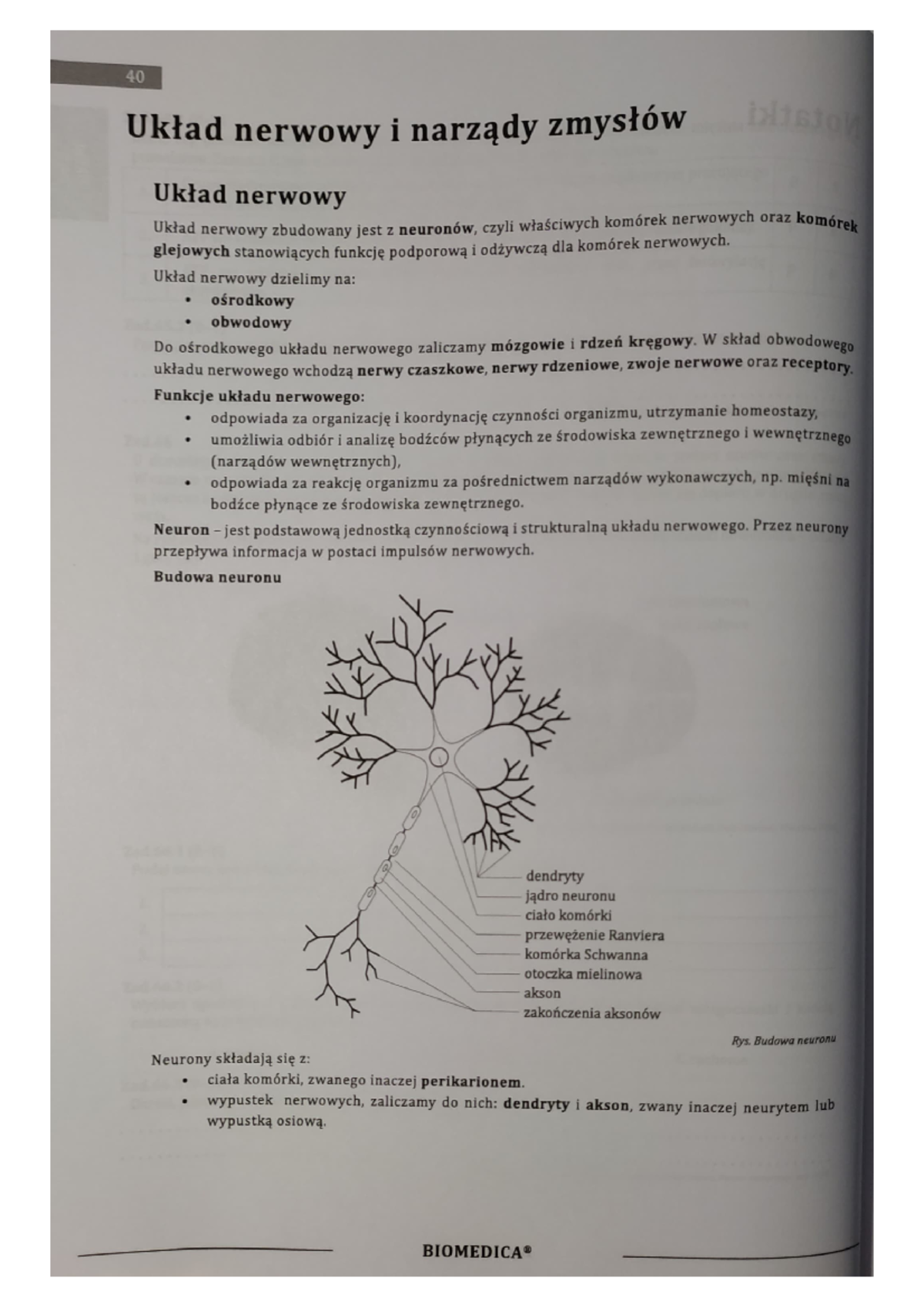 Układ nerwowy biomedica - Biologia rozszerzona - Studocu