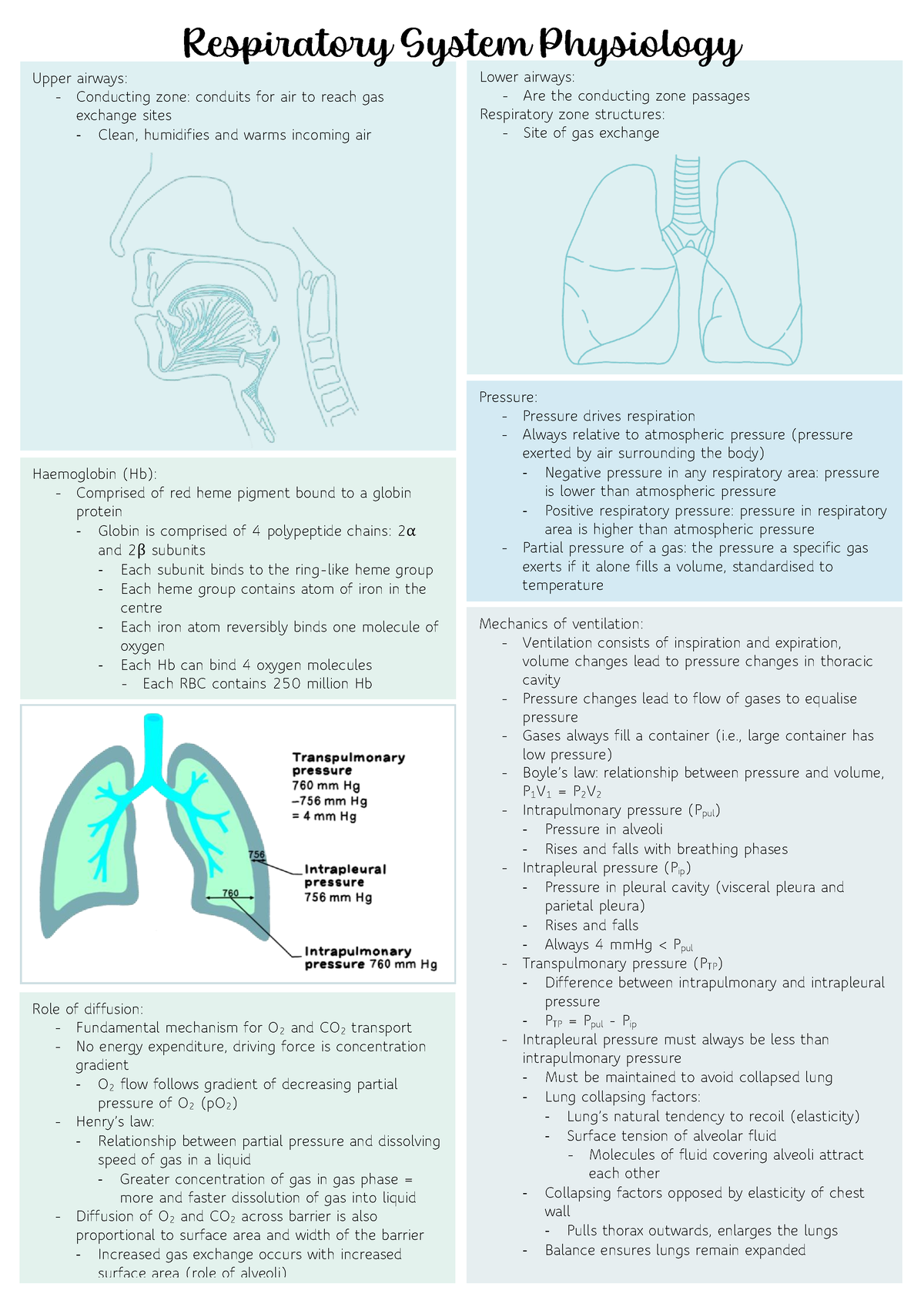 Respiratory System Physiology - Upper airways: - Conducting zone ...