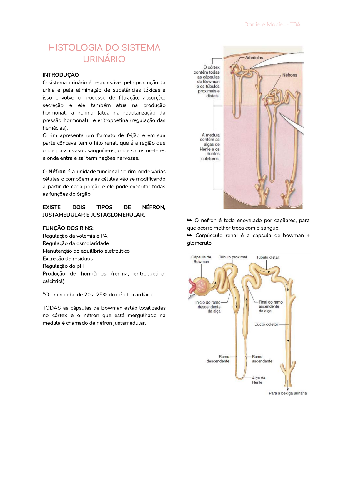 Histologia do Sistema Urinário Daniele Maciel T A HISTOLOGIA DO SISTEMA URINÁRIO INTRODUÇÃO