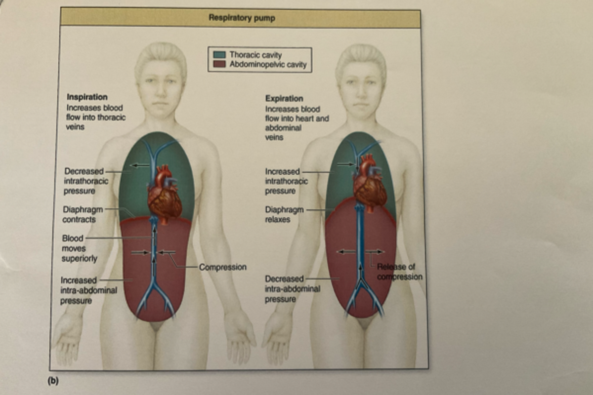 Respiratory pump BIOL 105L Studocu