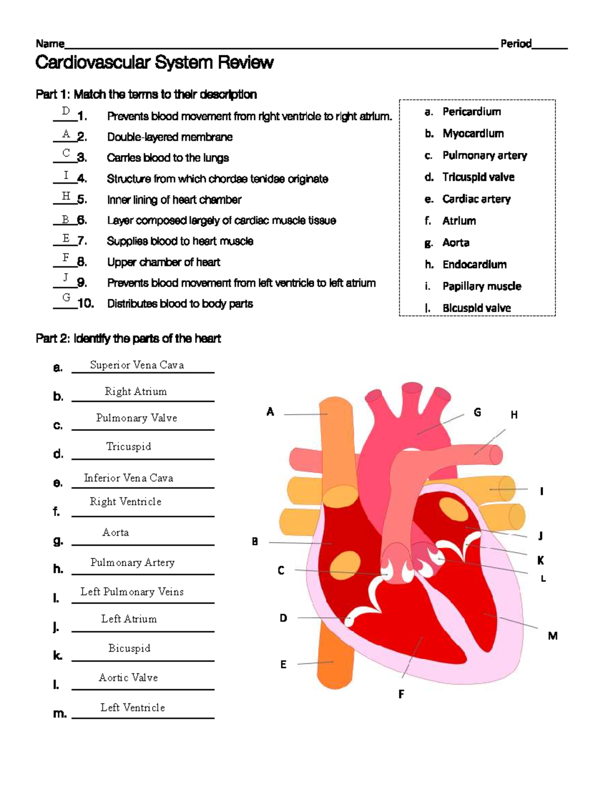 Cardiovascular System Review - NRSG 201 - Studocu