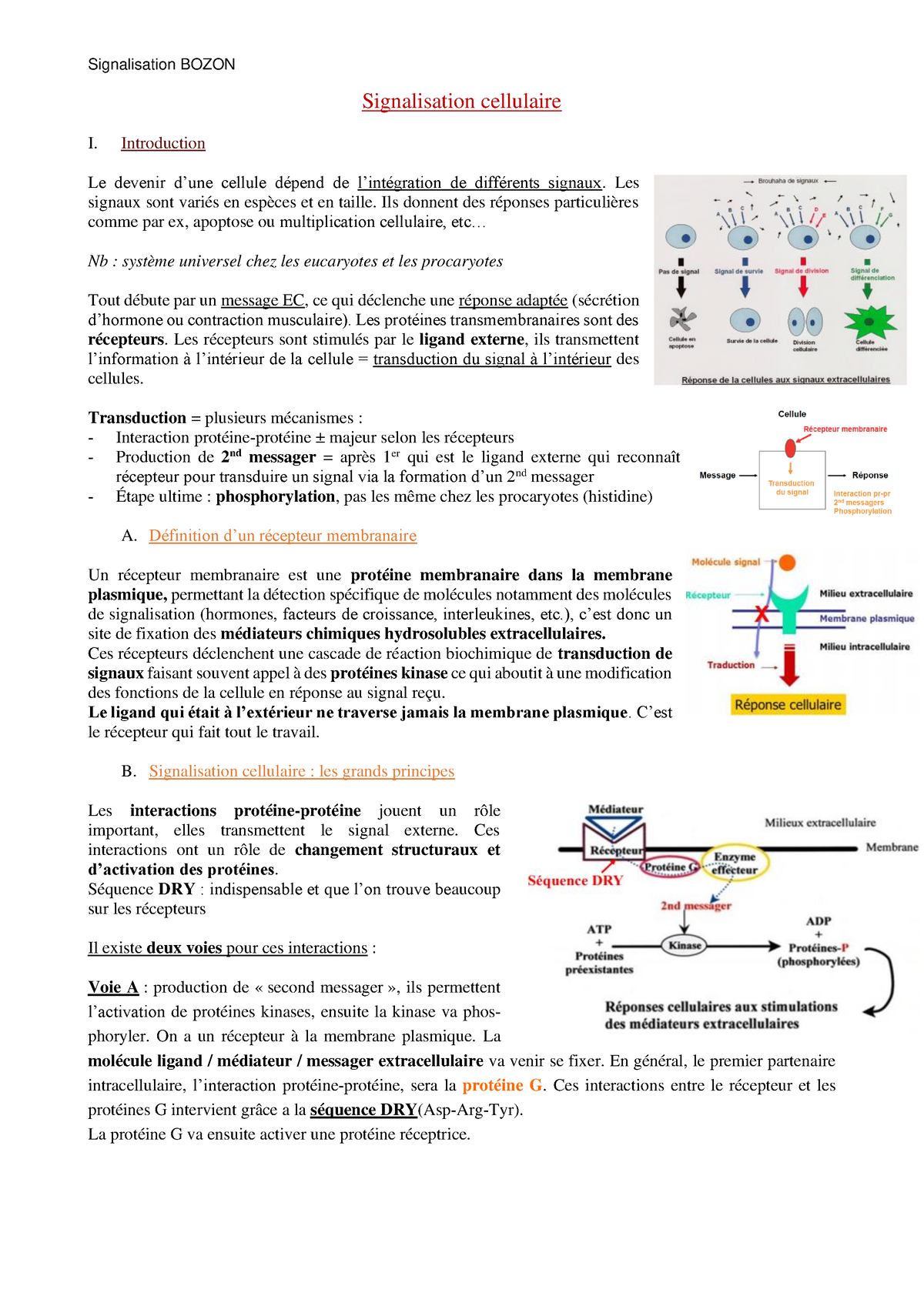 Dimérisation des récepteurs [11. Introduction à la signalisation cellulaire  [biologie cellulaire]]