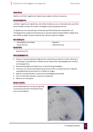 Práctica Tinción Simple Microbiología - IES FUENTEPI—A CURSO 2021-2022 ...