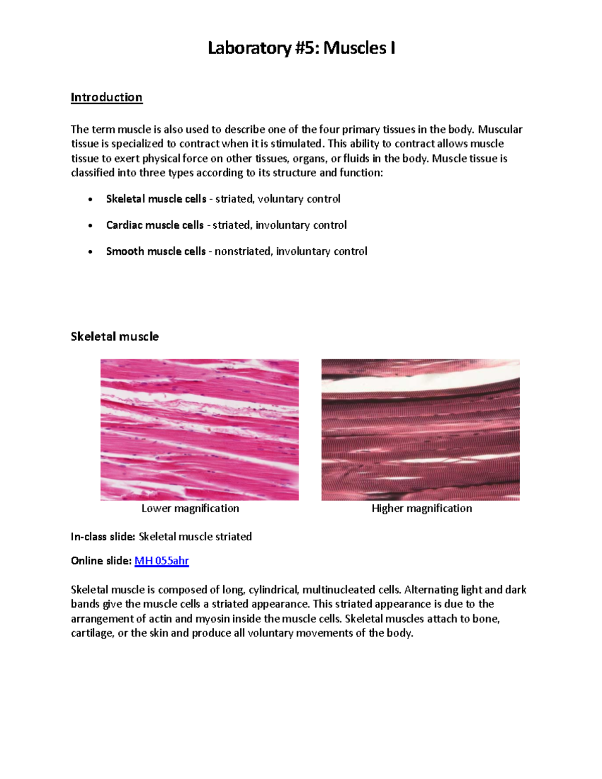 Laboratory 05 Muscle I Laboratory 5 Muscles I Introduction The 