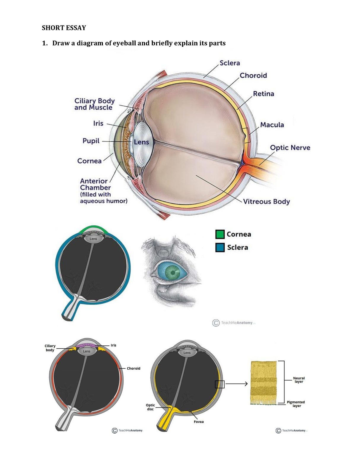 ophthalmology essay prize