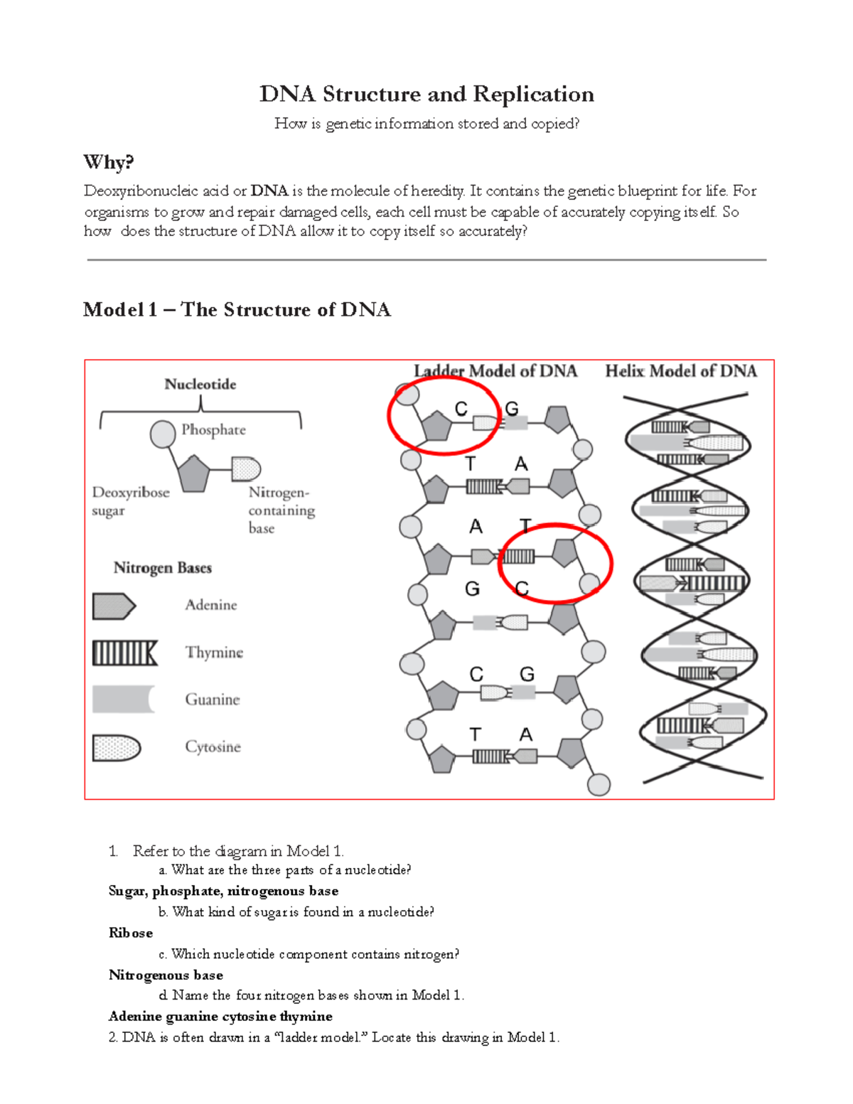 U6m1a4 Pogil Dna Structure And Replication S Dna Structure And Replication How Is Genetic 1068