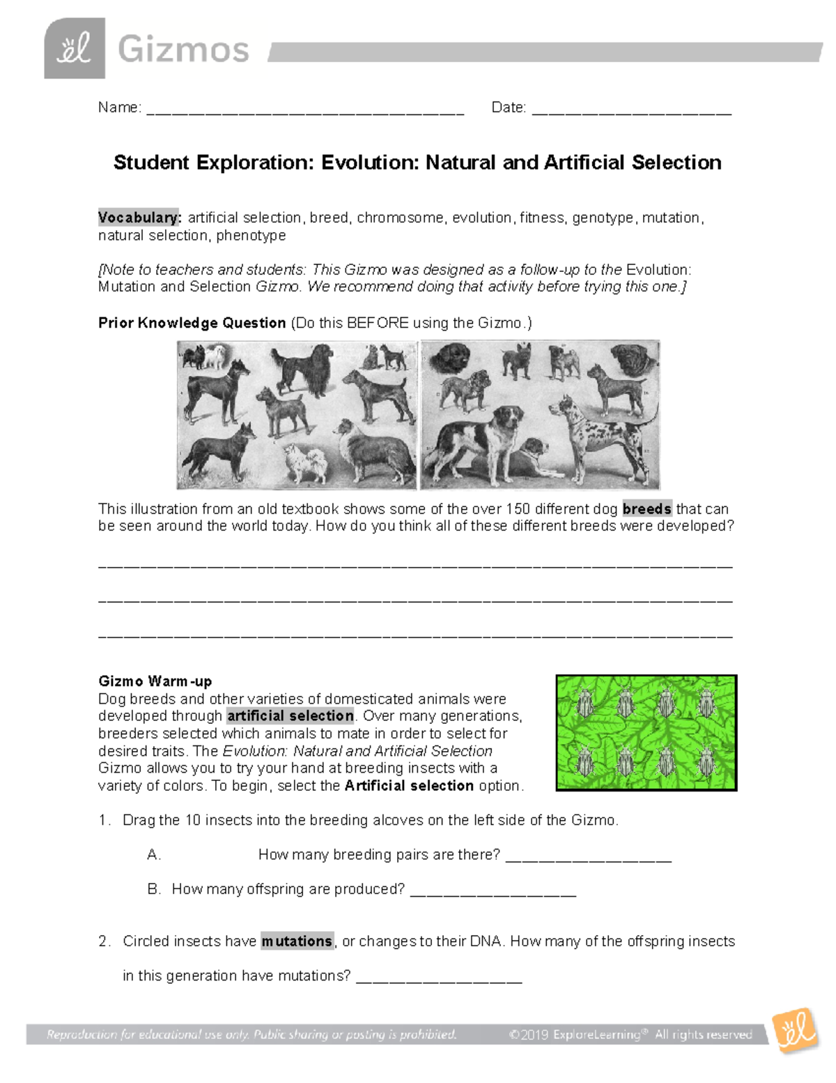 Evolution Natural Artificial Gizmo - Name: Date: - StuDocu For Evolution And Natural Selection Worksheet