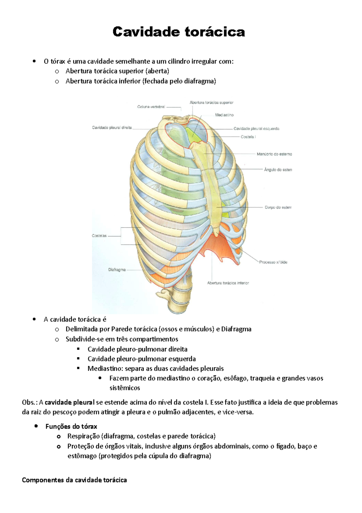 diagrama da cavidade torácica ossos