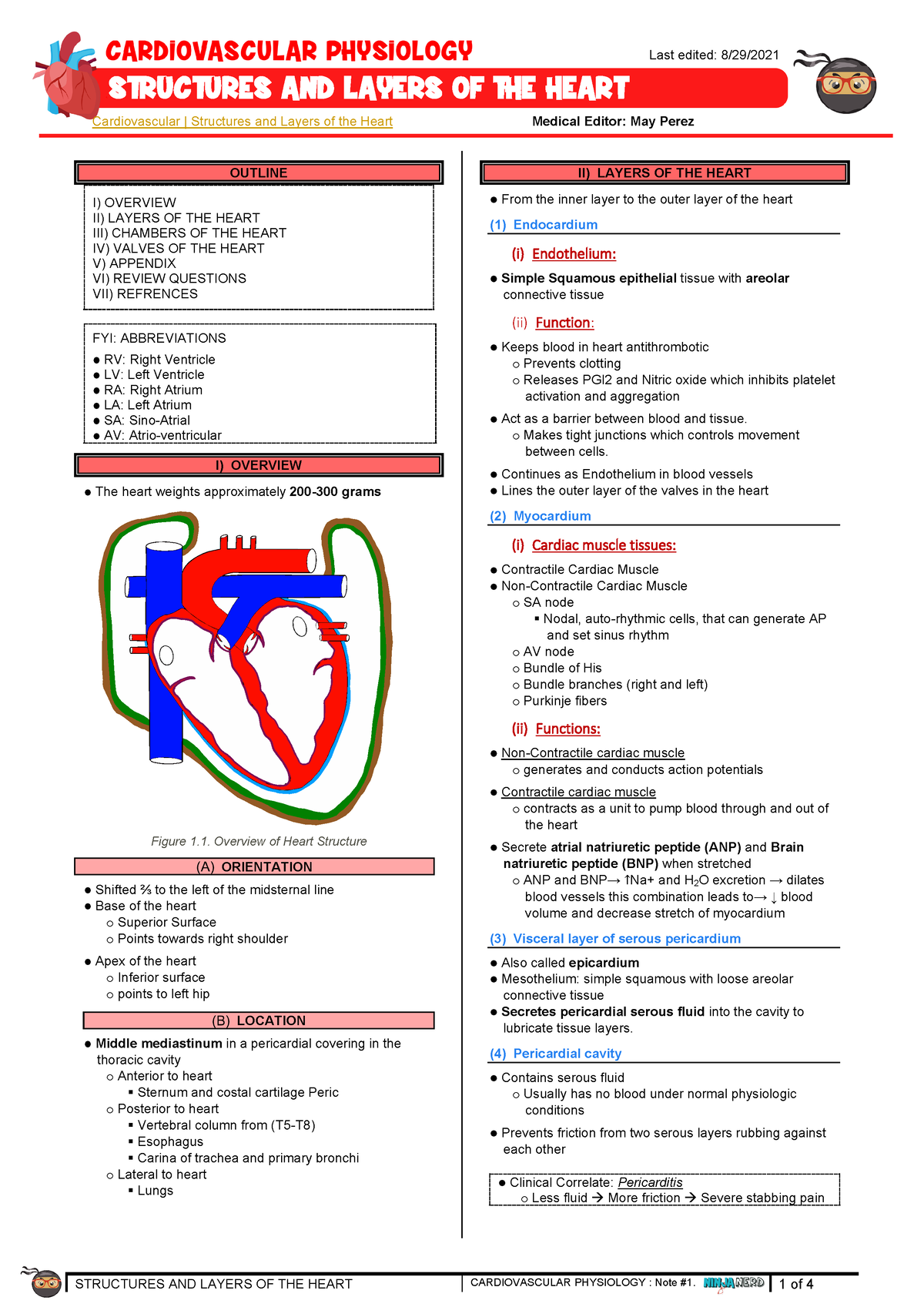 003 - Cardiovascular Physiology] Structures and Layers of the Heart 001 ...