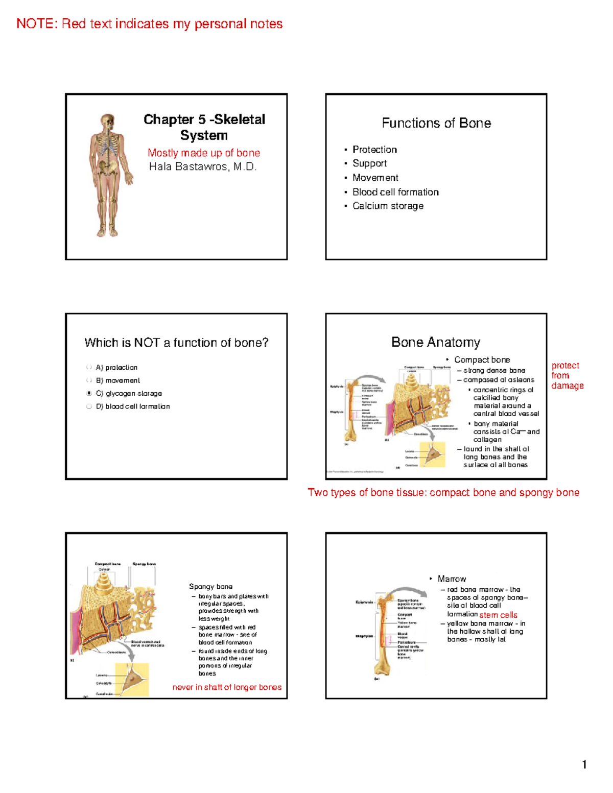 Chapter 5 Lecture Notes - "Skeletal System" - 1 Chapter 5 -Skeletal ...