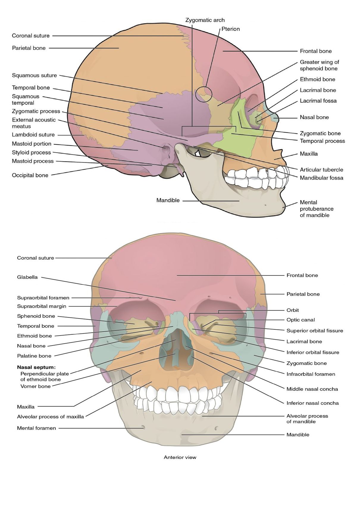 Skeletal System with Label - BS Accountancy - Studocu