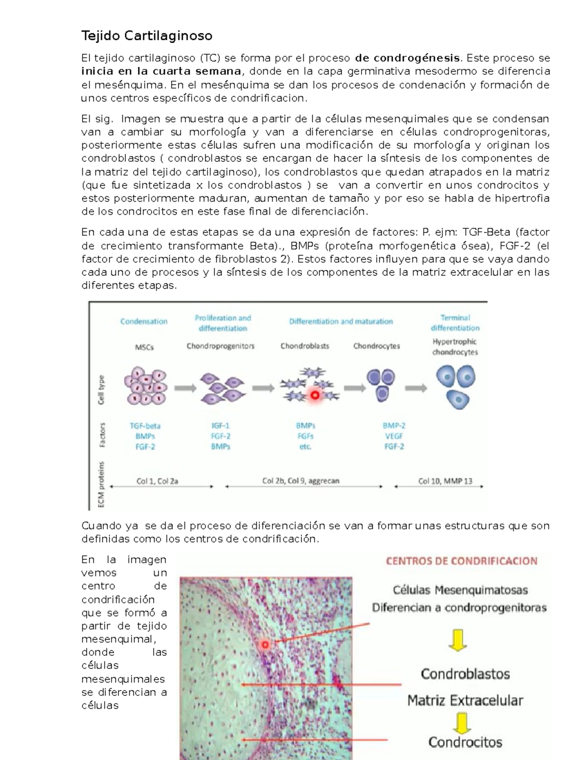 Tejido Cartilaginoso - Este proceso se inicia en la cuarta semana ...