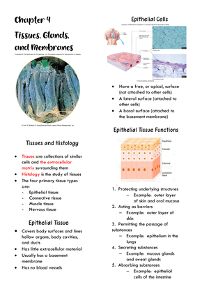 Chapter 4 Anaphy Notes - Chapter 4 Tissues, Glands, And Membranes ...