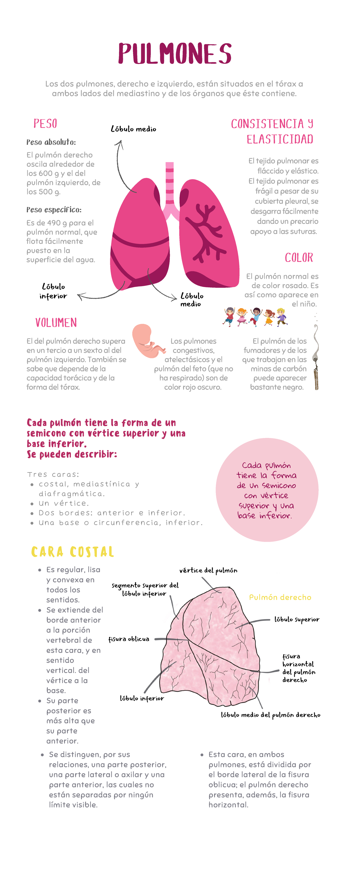 Pulmón - Apuntes de anatomía - PULMONES Cada pulmón tiene la forma de ...