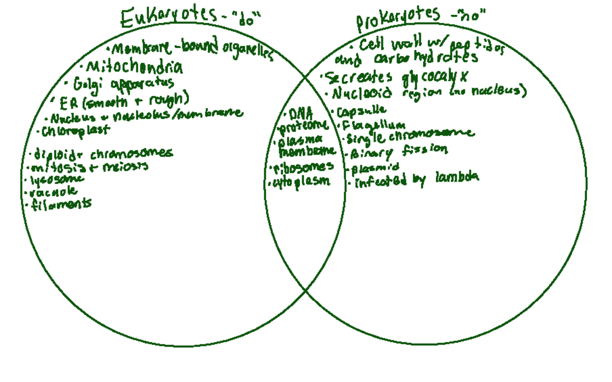 MCB 150 Final Quick Guide - Eukaryotes 