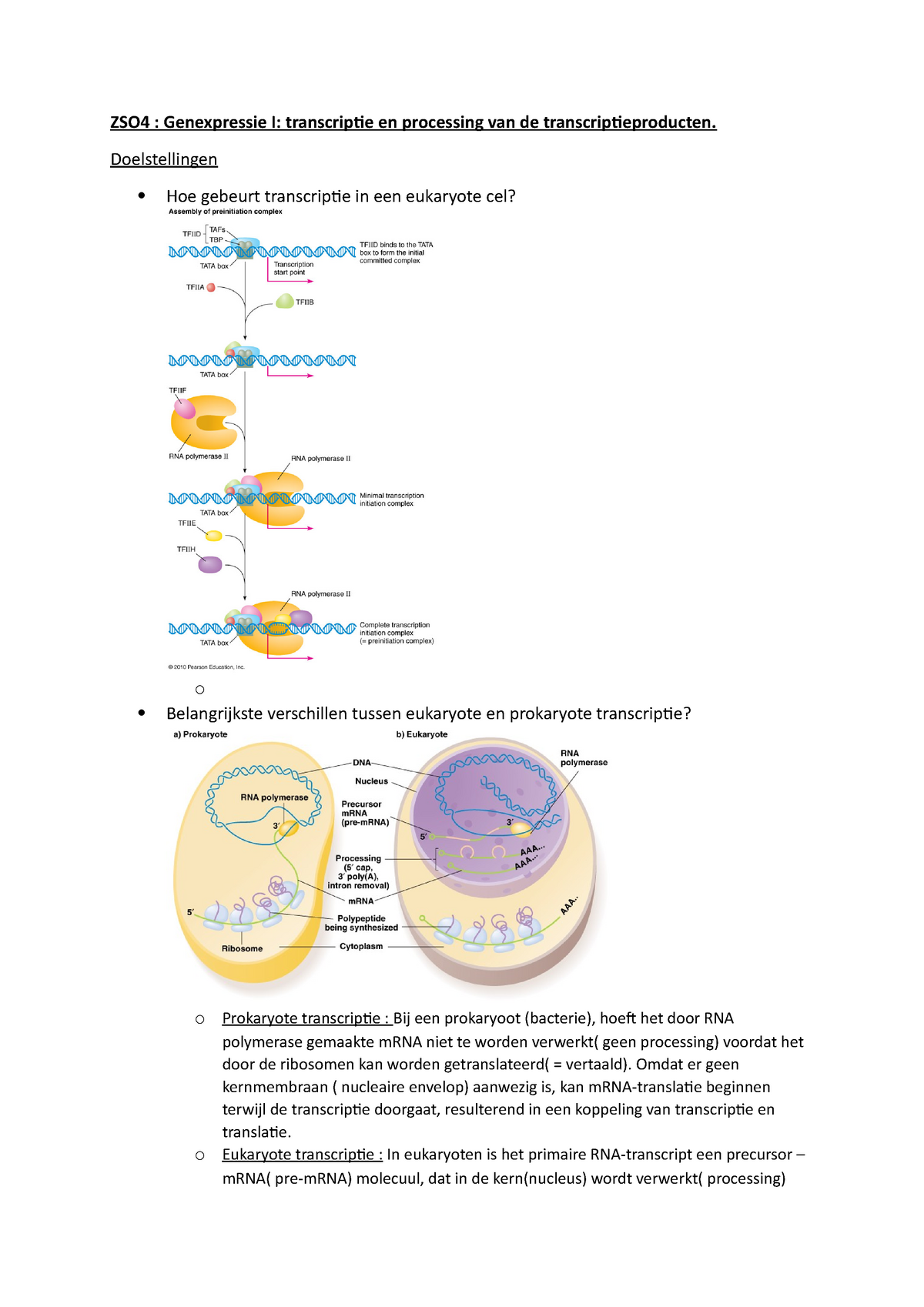 Doelstellingen ZSO4 Transcriptie - ZSO4 : Genexpressie I: Transcriptie ...