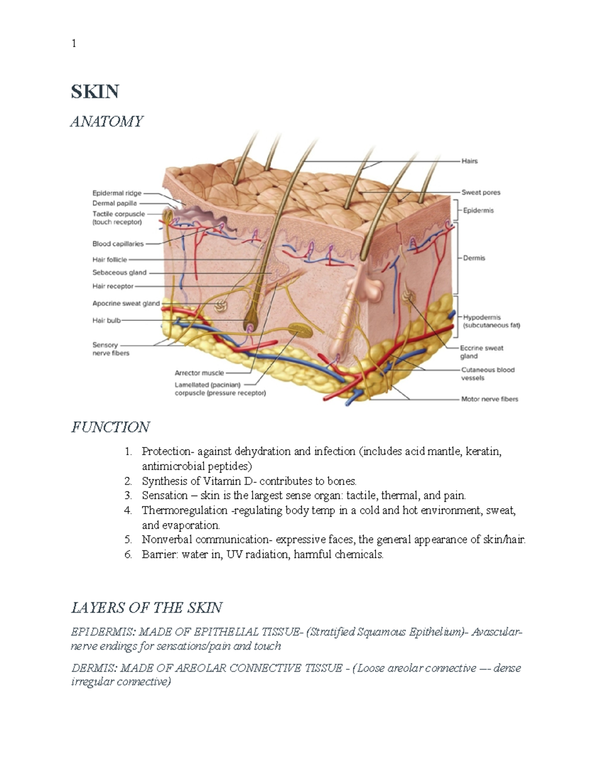 Exam 3 - Final Exam Review - Skin Anatomy Function ####### 1 