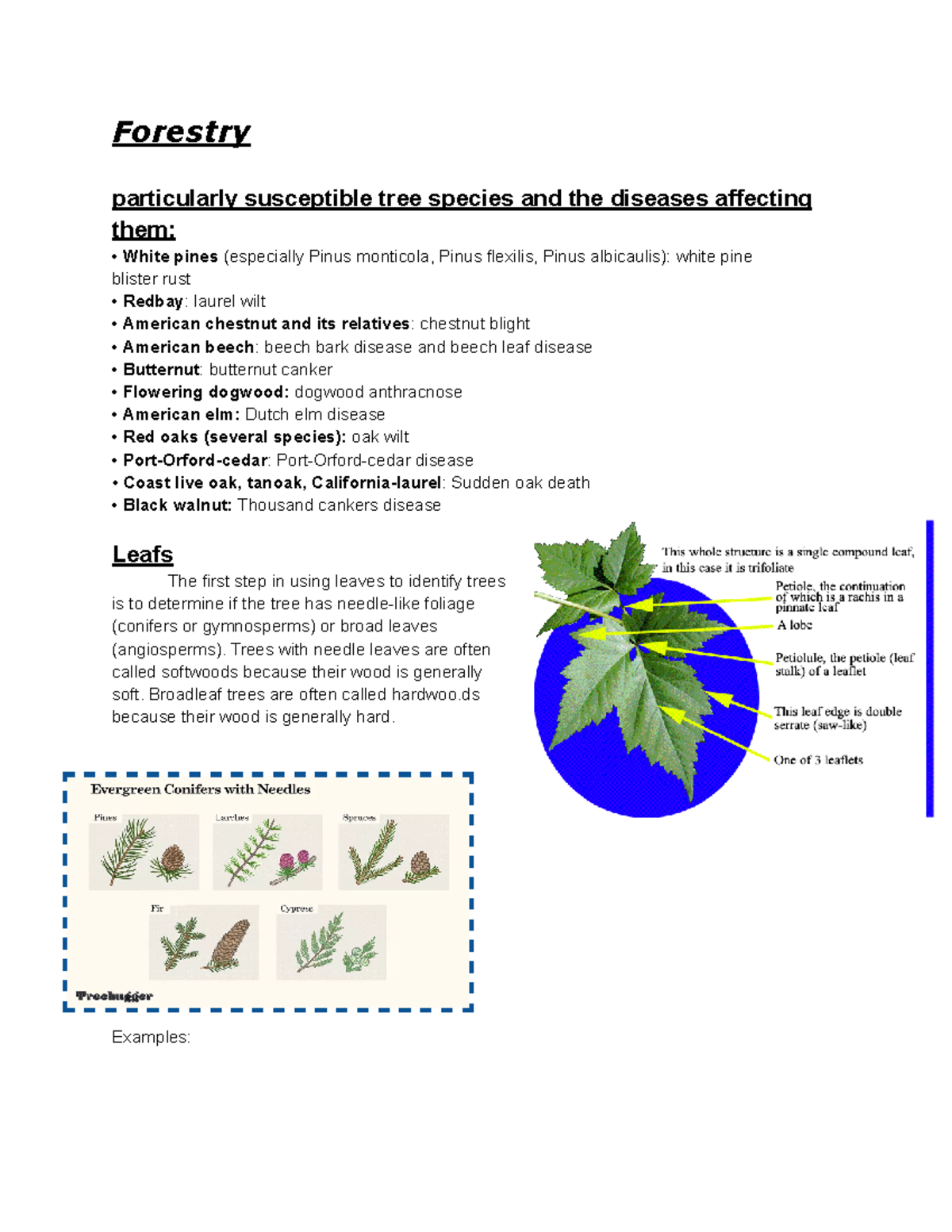 Science Olympiad Cheat Sheets Forestry particularly susceptible tree
