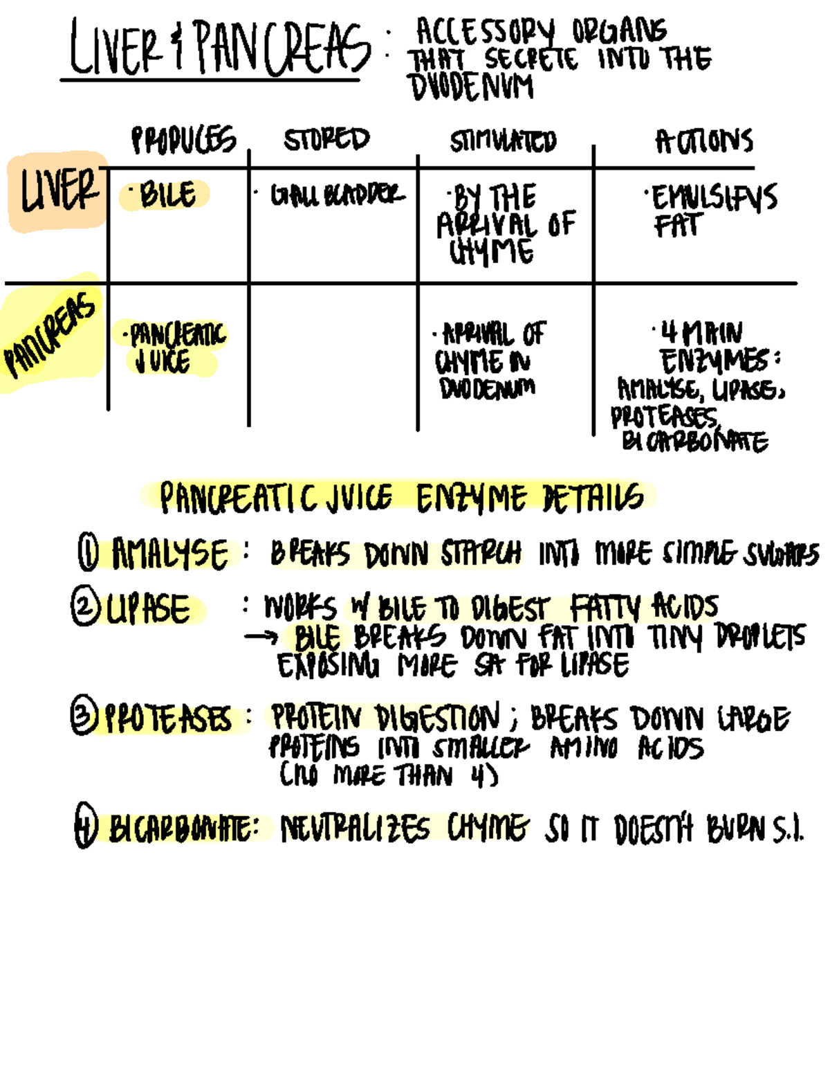 Accessory organs that secrete into duodenum LIVER } PANCREAS