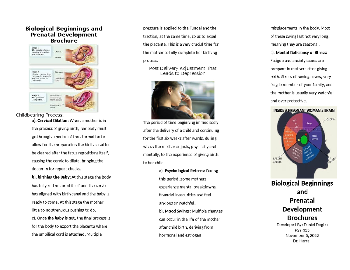 PSY-355-TS-T1 Biological Beginnings And Prenatal Development Brochure ...